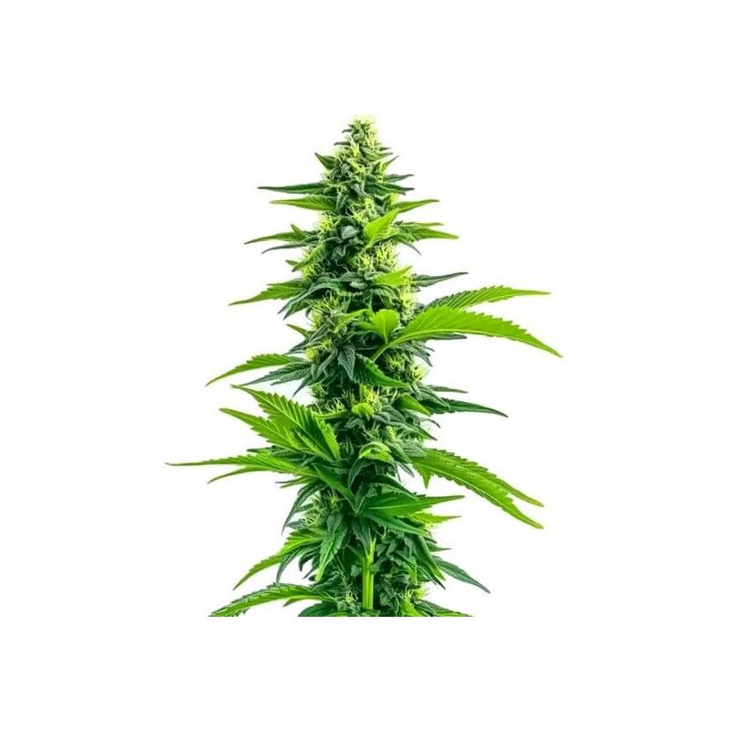Acapulco Gold, Фасовка: 3+1